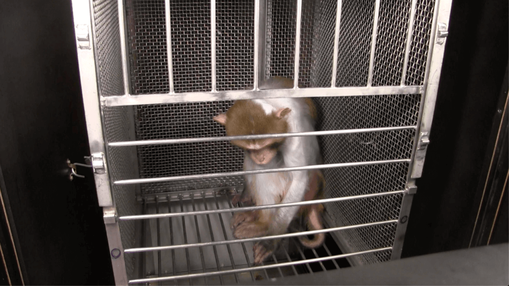 NIH Monkey in cage