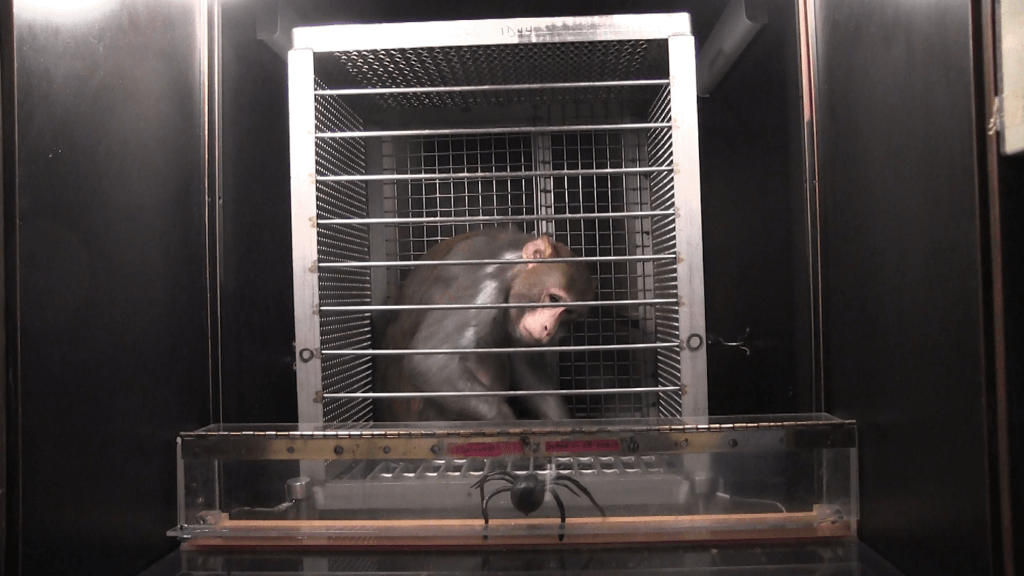 NIH monkey torture