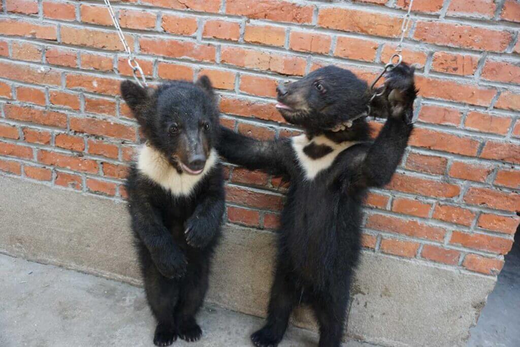 chained bear cubs